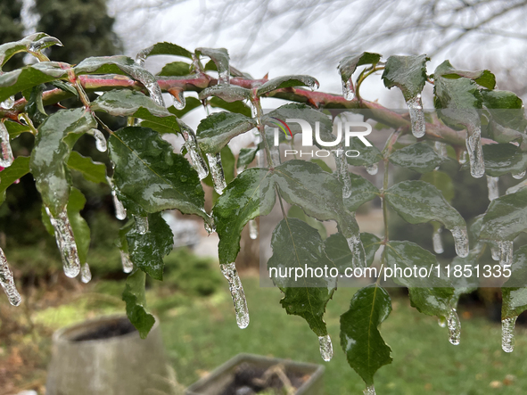 A thin sheet of ice covers a rose bush as freezing rain coats surfaces with ice in Toronto, Ontario, Canada, on December 9, 2024. 