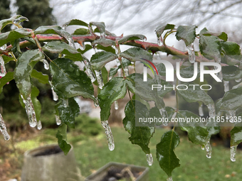 A thin sheet of ice covers a rose bush as freezing rain coats surfaces with ice in Toronto, Ontario, Canada, on December 9, 2024. (