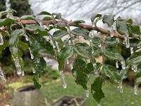 A thin sheet of ice covers a rose bush as freezing rain coats surfaces with ice in Toronto, Ontario, Canada, on December 9, 2024. (