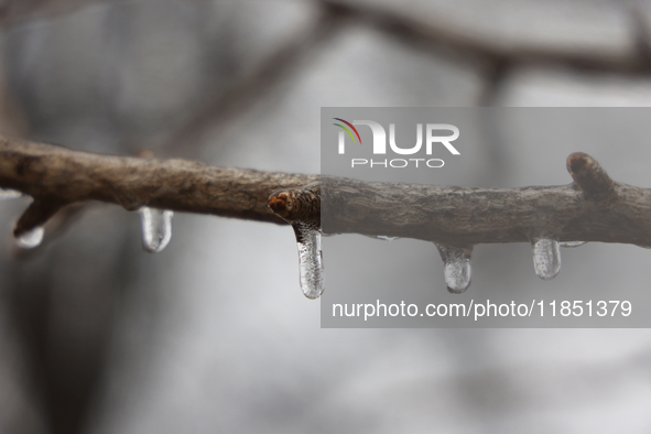 Icicles cover tree branches as freezing rain causes surfaces to be coated with a sheet of ice in Toronto, Ontario, Canada, on December 9, 20...