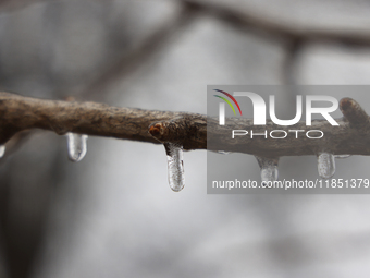 Icicles cover tree branches as freezing rain causes surfaces to be coated with a sheet of ice in Toronto, Ontario, Canada, on December 9, 20...