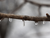 Icicles cover tree branches as freezing rain causes surfaces to be coated with a sheet of ice in Toronto, Ontario, Canada, on December 9, 20...