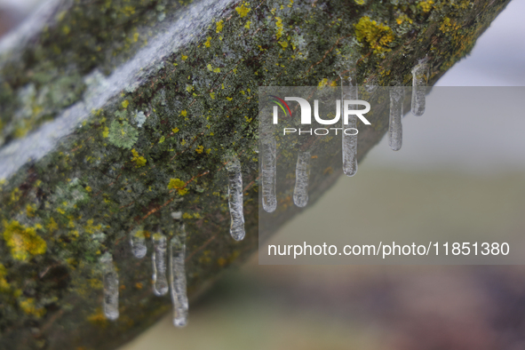 A thin sheet of ice covers tree branches as freezing rain causes surfaces to be coated with a sheet of ice in Toronto, Ontario, Canada, on D...