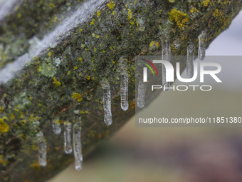 A thin sheet of ice covers tree branches as freezing rain causes surfaces to be coated with a sheet of ice in Toronto, Ontario, Canada, on D...