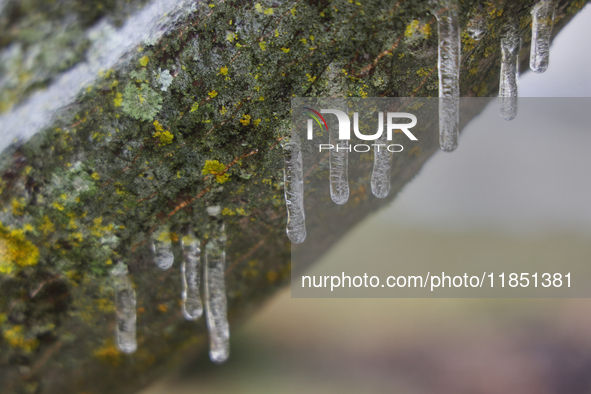 A thin sheet of ice covers tree branches as freezing rain causes surfaces to be coated with a sheet of ice in Toronto, Ontario, Canada, on D...