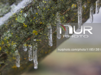 A thin sheet of ice covers tree branches as freezing rain causes surfaces to be coated with a sheet of ice in Toronto, Ontario, Canada, on D...