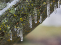 A thin sheet of ice covers tree branches as freezing rain causes surfaces to be coated with a sheet of ice in Toronto, Ontario, Canada, on D...