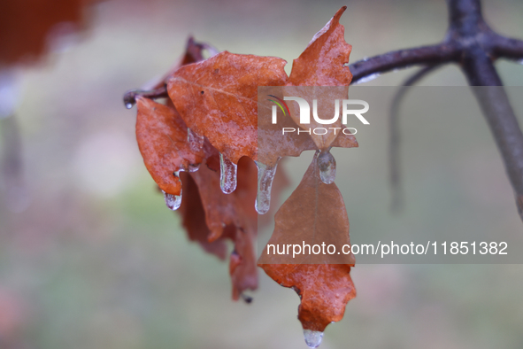 A thin sheet of ice covers oak leaves and tree branches as freezing rain coats surfaces with ice in Toronto, Ontario, Canada, on December 9,...