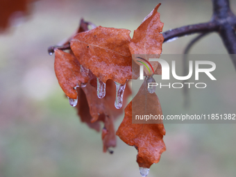 A thin sheet of ice covers oak leaves and tree branches as freezing rain coats surfaces with ice in Toronto, Ontario, Canada, on December 9,...