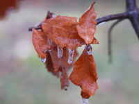 A thin sheet of ice covers oak leaves and tree branches as freezing rain coats surfaces with ice in Toronto, Ontario, Canada, on December 9,...