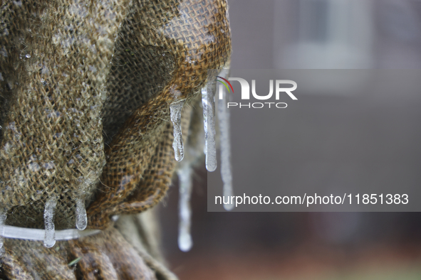 Icicles cover a burlap sheet that covers a tree as freezing rain causes surfaces to be coated with a sheet of ice in Toronto, Ontario, Canad...