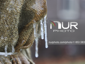 Icicles cover a burlap sheet that covers a tree as freezing rain causes surfaces to be coated with a sheet of ice in Toronto, Ontario, Canad...