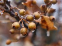 A thin sheet of ice covers tree branches as freezing rain causes surfaces to be coated with a sheet of ice in Toronto, Ontario, Canada, on D...