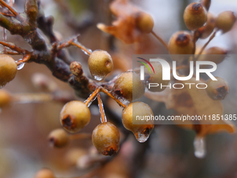 A thin sheet of ice covers tree branches as freezing rain causes surfaces to be coated with a sheet of ice in Toronto, Ontario, Canada, on D...