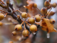 A thin sheet of ice covers tree branches as freezing rain causes surfaces to be coated with a sheet of ice in Toronto, Ontario, Canada, on D...