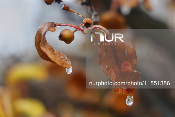 Icicles hang from leaves as freezing rain causes surfaces to be coated with a sheet of ice in Toronto, Ontario, Canada, on December 09, 2024...