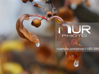 Icicles hang from leaves as freezing rain causes surfaces to be coated with a sheet of ice in Toronto, Ontario, Canada, on December 09, 2024...