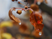 Icicles hang from leaves as freezing rain causes surfaces to be coated with a sheet of ice in Toronto, Ontario, Canada, on December 09, 2024...