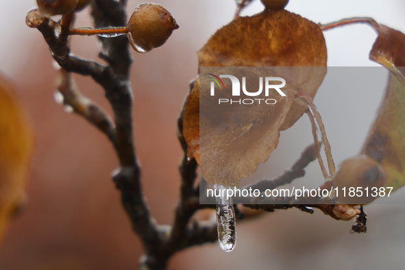 Icicles hang from leaves as freezing rain causes surfaces to be coated with a sheet of ice in Toronto, Ontario, Canada, on December 09, 2024...