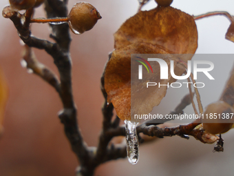 Icicles hang from leaves as freezing rain causes surfaces to be coated with a sheet of ice in Toronto, Ontario, Canada, on December 09, 2024...