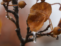 Icicles hang from leaves as freezing rain causes surfaces to be coated with a sheet of ice in Toronto, Ontario, Canada, on December 09, 2024...