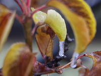 Icicles hang from leaves as freezing rain causes surfaces to be coated with a sheet of ice in Toronto, Ontario, Canada, on December 09, 2024...