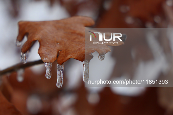 Icicles hang from an oak leaf as freezing rain coats surfaces with a sheet of ice in Toronto, Ontario, Canada, on December 9, 2024. 