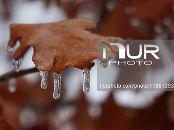 Icicles hang from an oak leaf as freezing rain coats surfaces with a sheet of ice in Toronto, Ontario, Canada, on December 9, 2024. (