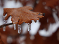 Icicles hang from an oak leaf as freezing rain coats surfaces with a sheet of ice in Toronto, Ontario, Canada, on December 9, 2024. (