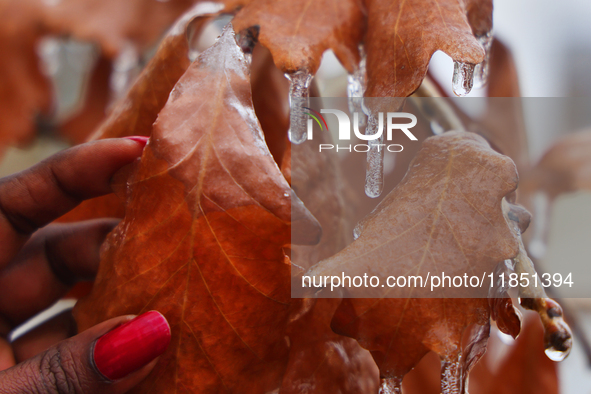 A thin layer of ice covers oak leaves as freezing rain coats surfaces with a sheet of ice in Toronto, Ontario, Canada, on December 09, 2024....