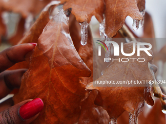 A thin layer of ice covers oak leaves as freezing rain coats surfaces with a sheet of ice in Toronto, Ontario, Canada, on December 09, 2024....