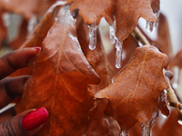 A thin layer of ice covers oak leaves as freezing rain coats surfaces with a sheet of ice in Toronto, Ontario, Canada, on December 09, 2024....