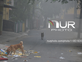 A rag picker searches for plastic bottles and other recyclable items in Siliguri, India, on December 10, 2024. (