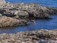 A man jumps into the Baltic Sea waters from the rocky coast in Gudhjem, Bornholm Island, Denmark, on August 6, 2024. (