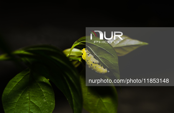 A Common Jezebel (Delias eucharis) butterfly is observed at its pupal stage under a leaf of a plant in Tehatta, West Bengal, India, on Decem...