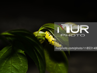 A Common Jezebel (Delias eucharis) butterfly is observed at its pupal stage under a leaf of a plant in Tehatta, West Bengal, India, on Decem...