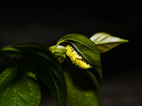 A Common Jezebel (Delias eucharis) butterfly is observed at its pupal stage under a leaf of a plant in Tehatta, West Bengal, India, on Decem...