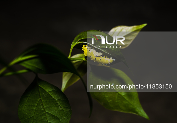 A Common Jezebel (Delias eucharis) butterfly is observed at its pupal stage under a leaf of a plant in Tehatta, West Bengal, India, on Decem...