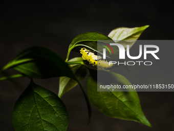 A Common Jezebel (Delias eucharis) butterfly is observed at its pupal stage under a leaf of a plant in Tehatta, West Bengal, India, on Decem...