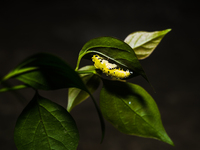 A Common Jezebel (Delias eucharis) butterfly is observed at its pupal stage under a leaf of a plant in Tehatta, West Bengal, India, on Decem...