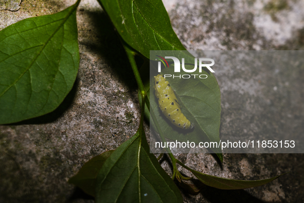 A Common Jezebel (Delias eucharis) butterfly is observed at its pupal stage under a leaf of a plant in Tehatta, West Bengal, India, on Decem...