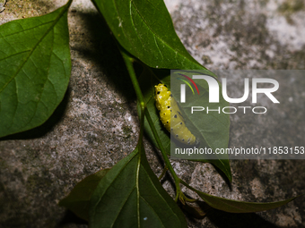 A Common Jezebel (Delias eucharis) butterfly is observed at its pupal stage under a leaf of a plant in Tehatta, West Bengal, India, on Decem...