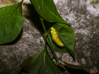 A Common Jezebel (Delias eucharis) butterfly is observed at its pupal stage under a leaf of a plant in Tehatta, West Bengal, India, on Decem...