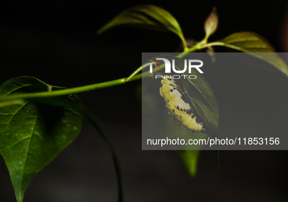 A Common Jezebel (Delias eucharis) butterfly is observed at its pupal stage under a leaf of a plant in Tehatta, West Bengal, India, on Decem...