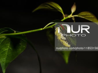 A Common Jezebel (Delias eucharis) butterfly is observed at its pupal stage under a leaf of a plant in Tehatta, West Bengal, India, on Decem...