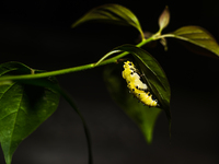 A Common Jezebel (Delias eucharis) butterfly is observed at its pupal stage under a leaf of a plant in Tehatta, West Bengal, India, on Decem...