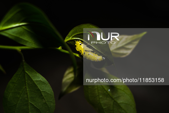 A Common Jezebel (Delias eucharis) butterfly is observed at its pupal stage under a leaf of a plant in Tehatta, West Bengal, India, on Decem...