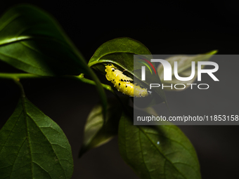 A Common Jezebel (Delias eucharis) butterfly is observed at its pupal stage under a leaf of a plant in Tehatta, West Bengal, India, on Decem...