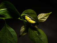 A Common Jezebel (Delias eucharis) butterfly is observed at its pupal stage under a leaf of a plant in Tehatta, West Bengal, India, on Decem...