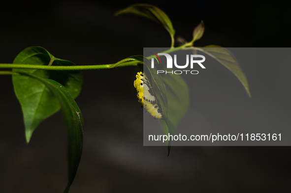 A Common Jezebel (Delias eucharis) butterfly is observed at its pupal stage under a leaf of a plant in Tehatta, West Bengal, India, on Decem...